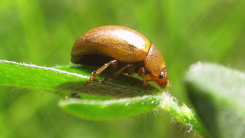 Gonioctena olivacea - lateral More dorsal shot here:
https://www.jungledragon.com/image/79056/gonioctena_olivacea_-_paler_variant.html Chrysomelidae,Chrysomelinae,Geotagged,Gonioctena,Gonioctena olivacea,Leaf beetle,Netherlands,nl: Bremhaantje