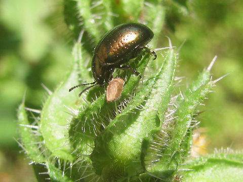 Chrysolina hyperici - France After seeing one from America being uploaded and having the only other one currently on JD from Austrlia, while on both continents the beetle was introduced for biological control, I figured we should have at least one here from the original continent :o)
Oldish image - should have better, but apparently not on this laptop ...  Chrysolina,Chrysolina hyperici,Chrysomelidae,Chrysomelinae,St Johns Wort Beetle,nl: Grote hertshooigoudhaan
