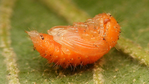 Gonioctena viminalis - Pupa Info with this image:
https://www.jungledragon.com/image/79185/gonioctena_viminalis_-_pupae.html Chrysomelidae,Chrysomelinae,Geotagged,Gonioctena,Gonioctena viminalis,Leaf beetle,Netherlands,Pupa,nl: Roodbruin wilgenhaantje
