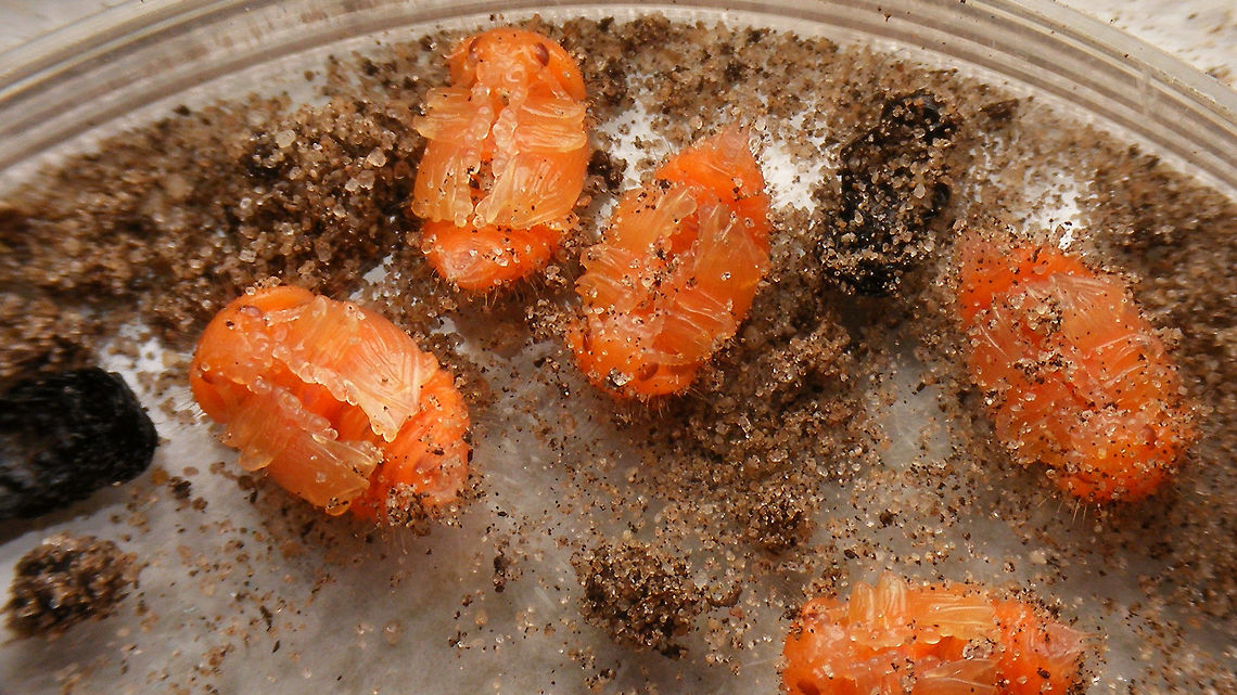 Gonioctena viminalis - Pupae The larvae pupae in the ground (an empty skin/exuviae can be seen on the left). I dug them out to document their appearance/features.<br />
Detailed image of single pupa here:<br />
<figure class="photo"><a href="https://www.jungledragon.com/image/79184/gonioctena_viminalis_-_pupa.html" title="Gonioctena viminalis - Pupa"><img src="https://s3.amazonaws.com/media.jungledragon.com/images/3043/79184_thumb.jpg?AWSAccessKeyId=05GMT0V3GWVNE7GGM1R2&Expires=1759968010&Signature=EsgiZJJdrSB8k5CkERgjrU%2F7S%2B4%3D" width="200" height="114" alt="Gonioctena viminalis - Pupa Info with this image:<br />
https://www.jungledragon.com/image/79185/gonioctena_viminalis_-_pupae.html Chrysomelidae,Chrysomelinae,Geotagged,Gonioctena,Gonioctena viminalis,Leaf beetle,Netherlands,Pupa,nl: Roodbruin wilgenhaantje" /></a></figure> Chrysomelidae,Chrysomelinae,Geotagged,Gonioctena,Gonioctena viminalis,Leaf beetle,Netherlands,Pupa,Pupae,nl: Roodbruin wilgenhaantje