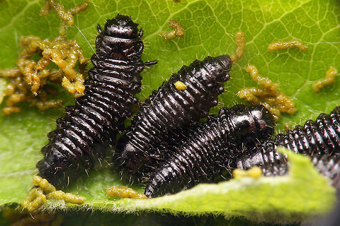Gonioctena viminalis - Larvae The larvae of the subgenera in Gonioctena are quite different in appearance. The larvae of the subgenus Gonioctena (Gonioctena) - such as here - are almost cylindrical and dark (mostly black). The larvae of the subgenus Gonioctena (Goniomena) are flattened and pale (often greenish).
Shot of single larva here:
https://www.jungledragon.com/image/79187/gonioctena_viminalis_-_larva.html Chrysomelidae,Chrysomelinae,Geotagged,Gonioctena,Gonioctena viminalis,Larva,Leaf beetle,Netherlands,nl: Roodbruin wilgenhaantje