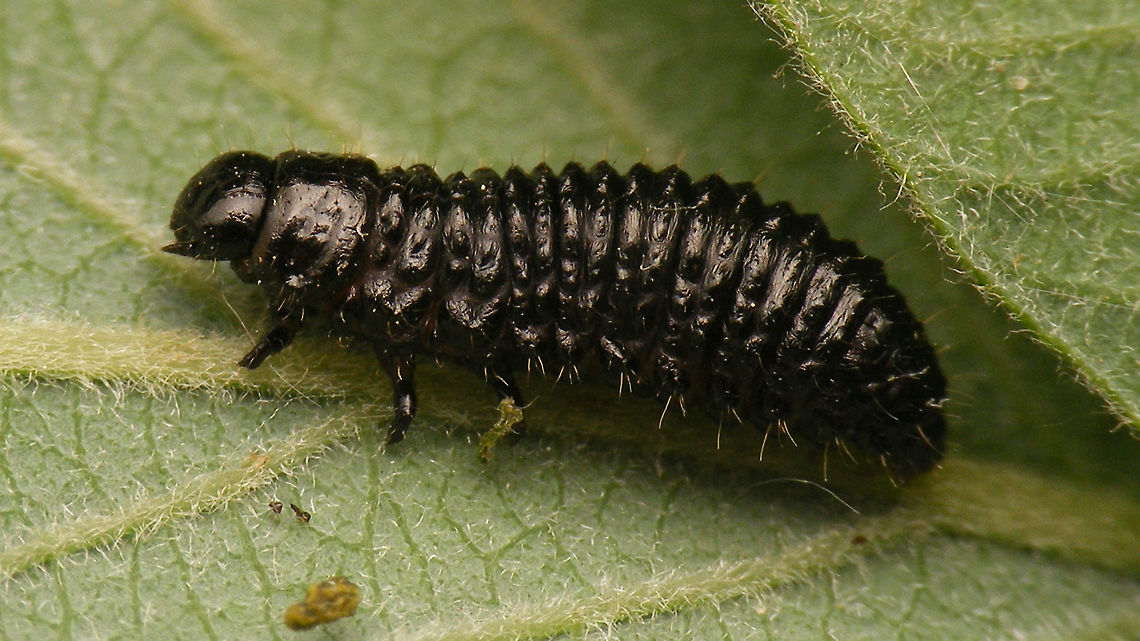 Gonioctena viminalis - Larva Info with this image:<br />
<figure class="photo"><a href="https://www.jungledragon.com/image/79186/gonioctena_viminalis_-_larvae.html" title="Gonioctena viminalis - Larvae"><img src="https://s3.amazonaws.com/media.jungledragon.com/images/3043/79186_thumb.jpg?AWSAccessKeyId=05GMT0V3GWVNE7GGM1R2&Expires=1759968010&Signature=vqaV5BfcG6Dl4AovJKjv%2Bhr8tmg%3D" width="200" height="134" alt="Gonioctena viminalis - Larvae The larvae of the subgenera in Gonioctena are quite different in appearance. The larvae of the subgenus Gonioctena (Gonioctena) - such as here - are almost cylindrical and dark (mostly black). The larvae of the subgenus Gonioctena (Goniomena) are flattened and pale (often greenish).<br />
Shot of single larva here:<br />
https://www.jungledragon.com/image/79187/gonioctena_viminalis_-_larva.html Chrysomelidae,Chrysomelinae,Geotagged,Gonioctena,Gonioctena viminalis,Larva,Leaf beetle,Netherlands,nl: Roodbruin wilgenhaantje" /></a></figure> Chrysomelidae,Chrysomelinae,Geotagged,Gonioctena,Gonioctena viminalis,Larva,Leaf beetle,Netherlands,nl: Roodbruin wilgenhaantje