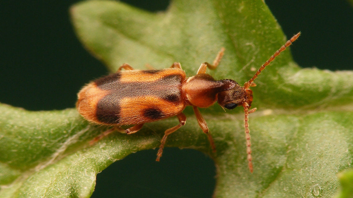 Notoxus monoceros - dorsal Lateral view here:<br />
<figure class="photo"><a href="https://www.jungledragon.com/image/79198/notoxus_monoceros_-_lateral.html" title="Notoxus monoceros - lateral"><img src="https://s3.amazonaws.com/media.jungledragon.com/images/3043/79198_thumb.jpg?AWSAccessKeyId=05GMT0V3GWVNE7GGM1R2&Expires=1759968010&Signature=39oPUZI3kurEvH2J8cwNFqMHfgI%3D" width="200" height="114" alt="Notoxus monoceros - lateral Dorsal view here:<br />
https://www.jungledragon.com/image/79194/notoxus_monoceros_-_dorsal.html Aderidae,Anthicidae,Anthicinae,Geotagged,Netherlands,Notoxini,Notoxus,Notoxus monoceros,Tenebrionoidea,nl: Eenhoornige snoerhalskever" /></a></figure> Aderidae,Anthicidae,Anthicinae,Geotagged,Netherlands,Notoxini,Notoxus,Notoxus monoceros,Tenebrionoidea,nl: Eenhoornige snoerhalskever