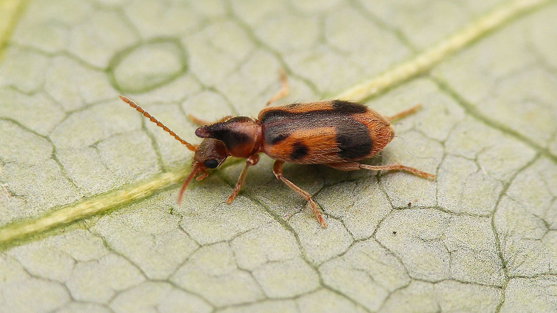 Notoxus monoceros  Aderidae,Anthicidae,Anthicinae,Notoxini,Notoxus,Notoxus monoceros,Tenebrionoidea,nl: Eenhoornige snoerhalskever