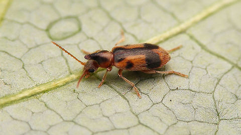 Notoxus monoceros  Aderidae,Anthicidae,Anthicinae,Notoxini,Notoxus,Notoxus monoceros,Tenebrionoidea,nl: Eenhoornige snoerhalskever