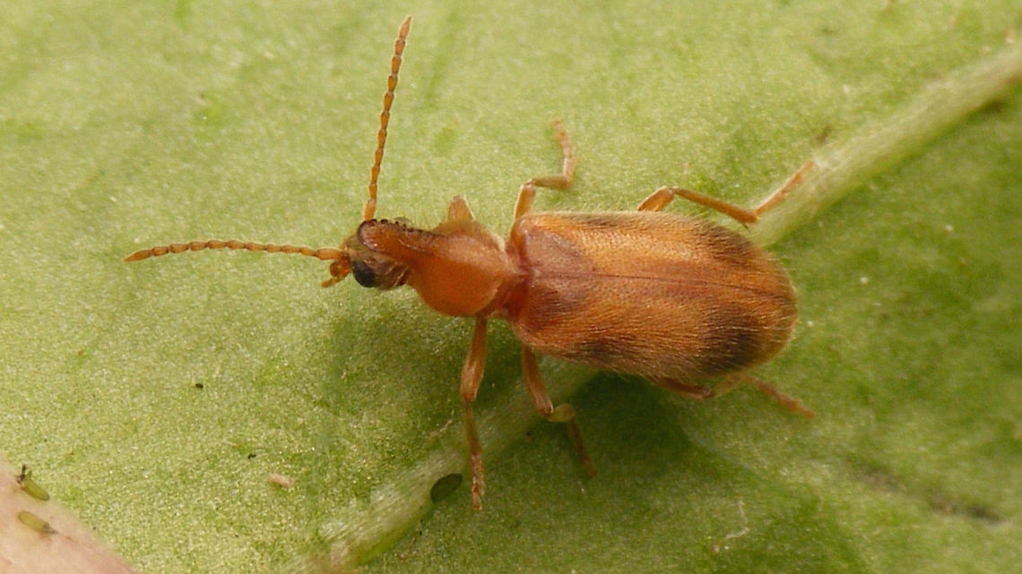 Notoxus monoceros - pale  Aderidae,Anthicidae,Anthicinae,Notoxini,Notoxus,Notoxus monoceros,Tenebrionoidea,nl: Eenhoornige snoerhalskever