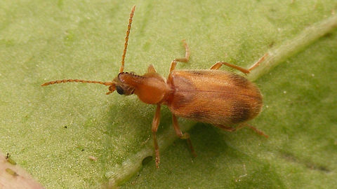 Notoxus monoceros - pale  Aderidae,Anthicidae,Anthicinae,Notoxini,Notoxus,Notoxus monoceros,Tenebrionoidea,nl: Eenhoornige snoerhalskever