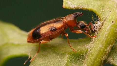 Notoxus monoceros - lateral Dorsal view here:
https://www.jungledragon.com/image/79194/notoxus_monoceros_-_dorsal.html Aderidae,Anthicidae,Anthicinae,Geotagged,Netherlands,Notoxini,Notoxus,Notoxus monoceros,Tenebrionoidea,nl: Eenhoornige snoerhalskever