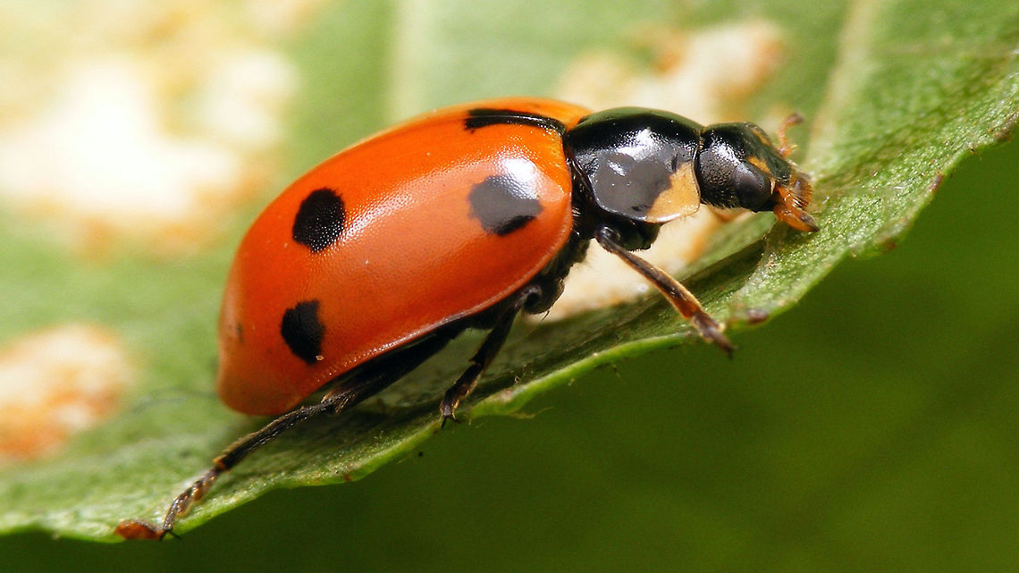 Ceratomegilla undecimnotata - tiny lateral spot This image is part of a series of images resulting from a batch of larvae kindly sent to me in 2017 from Germany by Burkhard Hinnersmann (thanks!), hence these images were taken at my home in the Netherlands but:<br />
<br />
THESE ARE GERMAN SPECIMEN - AT THE TIME, THIS SPECIES DID NOT NATURALLY OCCUR IN THE NETHERLANDS (but it has arrived in the meantime)<br />
<br />
Info and index to complete series with this image:<br />
<figure class="photo"><a href="https://www.jungledragon.com/image/79204/ceratomegilla_undecimnotata.html" title="Ceratomegilla undecimnotata"><img src="https://s3.amazonaws.com/media.jungledragon.com/images/3043/79204_thumb.jpg?AWSAccessKeyId=05GMT0V3GWVNE7GGM1R2&Expires=1767225610&Signature=MJnMrt3epQ%2Bzvoat%2F7ZR%2BfTZ01A%3D" width="200" height="114" alt="Ceratomegilla undecimnotata The genus Hippodamia has recently been cut up into various different genera, each with subgenera. Hippodamia undecimnotata is now called Ceratomegilla (Ceratomegilla) undecimnotata.<br />
This series is the result of a batch of larvae kindly sent to me in 2017 from Germany by Burkhard Hinnersmann (thanks!), hence these images were taken at my home in the Netherlands but:<br />
THESE ARE GERMAN SPECIMEN - AT THE TIME, THIS SPECIES DID NOT NATURALLY OCCUR IN THE NETHERLANDS (but it has arrived in the meantime)<br />
<br />
The individual variability in the appearance of the larvae is quite stunning - in most Ladybird species the larvae are quite constant (except for differences between the various larval stages of course):<br />
https://www.jungledragon.com/image/79211/ceratomegilla_undecimnotata_-_variability_in_larvae.html<br />
Just for fun and comparison a side-by-side with the larva of the very common 7-spotted ladybird:<br />
https://www.jungledragon.com/image/79208/ladybird_larvae_coccinella_septempunctata_and_hippodamia_undecimnotata.html<br />
After pupating most pupae were attached to the sides of the boxes, this one I could lift out to take nicer pictures:<br />
https://www.jungledragon.com/image/79210/ceratomegilla_undecimnotata_-_pupa.html<br />
As with most &quot;Hippodamia&quot; (s.l.) the beetles can be quite variable in the development of their spots, with spots being larger, smaller or even missing. There is a spot on the lateral margin that is often quite subtle. When it is barely visible the pattern on the beetle starts to look a lot like the common 7-spot:<br />
https://www.jungledragon.com/image/79205/ceratomegilla_undecimnotata_-_tiny_lateral_spot.html<br />
Here is what it looks like when it&#039;s larger:<br />
https://www.jungledragon.com/image/79207/ceratomegilla_undecimnotata_-_large_lateral_spot.html<br />
The head patterns also vary. I have a gut-feeling that this may well be sexual dimorphism (with the black head being the ladies), but I need to get this confirmed still:<br />
https://www.jungledragon.com/image/79206/ceratomegilla_undecimnotata_-_mugshot.html<br />
https://www.jungledragon.com/image/79209/ceratomegilla_undecimnotata_-_portrait.html Ceratomegilla,Ceratomegilla undecimnotata,Coccinellidae,Coccinellinae,Coccinellini,Hippodamia,Hippodamia undecimnotata,Ladybird,nl: Zwervend lieveheersbeestje" /></a></figure> Ceratomegilla,Ceratomegilla undecimnotata,Coccinellidae,Coccinellinae,Coccinellini,Hippodamia,Hippodamia undecimnotata,Ladybird,nl: Zwervend lieveheersbeestje