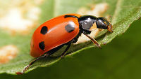 Ceratomegilla undecimnotata - tiny lateral spot This image is part of a series of images resulting from a batch of larvae kindly sent to me in 2017 from Germany by Burkhard Hinnersmann (thanks!), hence these images were taken at my home in the Netherlands but:<br />
<br />
THESE ARE GERMAN SPECIMEN - AT THE TIME, THIS SPECIES DID NOT NATURALLY OCCUR IN THE NETHERLANDS (but it has arrived in the meantime)<br />
<br />
Info and index to complete series with this image:<br />
https://www.jungledragon.com/image/79204/ceratomegilla_undecimnotata.html Ceratomegilla,Ceratomegilla undecimnotata,Coccinellidae,Coccinellinae,Coccinellini,Hippodamia,Hippodamia undecimnotata,Ladybird,nl: Zwervend lieveheersbeestje