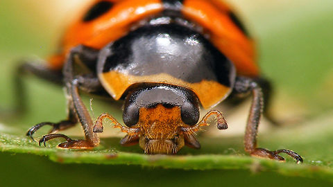 Ceratomegilla undecimnotata - Mugshot of male This image is part of a series of images resulting from a batch of larvae kindly sent to me in 2017 from Germany by Burkhard Hinnersmann (thanks!), hence these images were taken at my home in the Netherlands but:

THESE ARE GERMAN SPECIMEN - AT THE TIME, THIS SPECIES DID NOT NATURALLY OCCUR IN THE NETHERLANDS (but it has arrived in the meantime)

Info and index to complete series with this image:
https://www.jungledragon.com/image/79204/ceratomegilla_undecimnotata.html Ceratomegilla,Ceratomegilla undecimnotata,Coccinellidae,Coccinellinae,Coccinellini,Hippodamia,Hippodamia undecimnotata,Ladybird,nl: Zwervend lieveheersbeestje