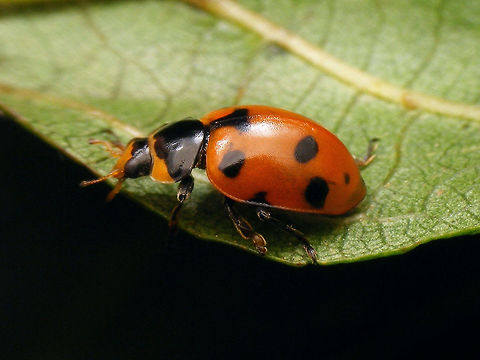 Ceratomegilla undecimnotata - large lateral spot This image is part of a series of images resulting from a batch of larvae kindly sent to me in 2017 from Germany by Burkhard Hinnersmann (thanks!), hence these images were taken at my home in the Netherlands but:

THESE ARE GERMAN SPECIMEN - AT THE TIME, THIS SPECIES DID NOT NATURALLY OCCUR IN THE NETHERLANDS (but it has arrived in the meantime)

Info and index to complete series with this image:
https://www.jungledragon.com/image/79204/ceratomegilla_undecimnotata.html Ceratomegilla,Ceratomegilla undecimnotata,Coccinellidae,Coccinellinae,Coccinellini,Hippodamia,Hippodamia undecimnotata,Ladybird,nl: Zwervend lieveheersbeestje