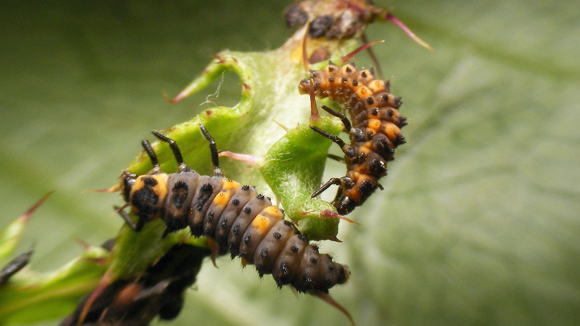 Ladybird larvae : Coccinella septempunctata and Hippodamia undecimnotata This image is part of a series of images resulting from a batch of larvae kindly sent to me in 2017 from Germany by Burkhard Hinnersmann (thanks!), hence these images were taken at my home in the Netherlands but:<br />
<br />
THE LARVA OF CERATOMEGILLA UNDECIMNOTATA IS A GERMAN SPECIMEN - AT THE TIME THE SPECIES DID NOT NATURALLY OCCUR IN THE NETHERLANDS (but it has arrived in the meantime)<br />
<br />
Info and index to complete series with this image:<br />
<figure class="photo"><a href="https://www.jungledragon.com/image/79204/ceratomegilla_undecimnotata.html" title="Ceratomegilla undecimnotata"><img src="https://s3.amazonaws.com/media.jungledragon.com/images/3043/79204_thumb.jpg?AWSAccessKeyId=05GMT0V3GWVNE7GGM1R2&Expires=1767225610&Signature=MJnMrt3epQ%2Bzvoat%2F7ZR%2BfTZ01A%3D" width="200" height="114" alt="Ceratomegilla undecimnotata The genus Hippodamia has recently been cut up into various different genera, each with subgenera. Hippodamia undecimnotata is now called Ceratomegilla (Ceratomegilla) undecimnotata.<br />
This series is the result of a batch of larvae kindly sent to me in 2017 from Germany by Burkhard Hinnersmann (thanks!), hence these images were taken at my home in the Netherlands but:<br />
THESE ARE GERMAN SPECIMEN - AT THE TIME, THIS SPECIES DID NOT NATURALLY OCCUR IN THE NETHERLANDS (but it has arrived in the meantime)<br />
<br />
The individual variability in the appearance of the larvae is quite stunning - in most Ladybird species the larvae are quite constant (except for differences between the various larval stages of course):<br />
https://www.jungledragon.com/image/79211/ceratomegilla_undecimnotata_-_variability_in_larvae.html<br />
Just for fun and comparison a side-by-side with the larva of the very common 7-spotted ladybird:<br />
https://www.jungledragon.com/image/79208/ladybird_larvae_coccinella_septempunctata_and_hippodamia_undecimnotata.html<br />
After pupating most pupae were attached to the sides of the boxes, this one I could lift out to take nicer pictures:<br />
https://www.jungledragon.com/image/79210/ceratomegilla_undecimnotata_-_pupa.html<br />
As with most &quot;Hippodamia&quot; (s.l.) the beetles can be quite variable in the development of their spots, with spots being larger, smaller or even missing. There is a spot on the lateral margin that is often quite subtle. When it is barely visible the pattern on the beetle starts to look a lot like the common 7-spot:<br />
https://www.jungledragon.com/image/79205/ceratomegilla_undecimnotata_-_tiny_lateral_spot.html<br />
Here is what it looks like when it&#039;s larger:<br />
https://www.jungledragon.com/image/79207/ceratomegilla_undecimnotata_-_large_lateral_spot.html<br />
The head patterns also vary. I have a gut-feeling that this may well be sexual dimorphism (with the black head being the ladies), but I need to get this confirmed still:<br />
https://www.jungledragon.com/image/79206/ceratomegilla_undecimnotata_-_mugshot.html<br />
https://www.jungledragon.com/image/79209/ceratomegilla_undecimnotata_-_portrait.html Ceratomegilla,Ceratomegilla undecimnotata,Coccinellidae,Coccinellinae,Coccinellini,Hippodamia,Hippodamia undecimnotata,Ladybird,nl: Zwervend lieveheersbeestje" /></a></figure> Ceratomegilla,Ceratomegilla undecimnotata,Coccinella,Coccinella septempunctata,Coccinellidae,Coccinellinae,Coccinellini,Hippodamia,Hippodamia undecimnotata,Ladybird,nl: Zevenstippelig lieveheersbeestje,nl: Zwervend lieveheersbeestje