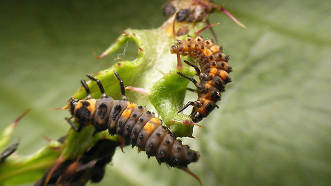 Ladybird larvae : Coccinella septempunctata and Hippodamia undecimnotata This image is part of a series of images resulting from a batch of larvae kindly sent to me in 2017 from Germany by Burkhard Hinnersmann (thanks!), hence these images were taken at my home in the Netherlands but:

THE LARVA OF CERATOMEGILLA UNDECIMNOTATA IS A GERMAN SPECIMEN - AT THE TIME THE SPECIES DID NOT NATURALLY OCCUR IN THE NETHERLANDS (but it has arrived in the meantime)

Info and index to complete series with this image:
https://www.jungledragon.com/image/79204/ceratomegilla_undecimnotata.html Ceratomegilla,Ceratomegilla undecimnotata,Coccinella,Coccinella septempunctata,Coccinellidae,Coccinellinae,Coccinellini,Hippodamia,Hippodamia undecimnotata,Ladybird,nl: Zevenstippelig lieveheersbeestje,nl: Zwervend lieveheersbeestje