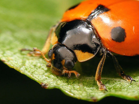 Ceratomegilla undecimnotata - Portrait of female This image is part of a series of images resulting from a batch of larvae kindly sent to me in 2017 from Germany by Burkhard Hinnersmann (thanks!), hence these images were taken at my home in the Netherlands but:

THESE ARE GERMAN SPECIMEN - AT THE TIME, THIS SPECIES DID NOT NATURALLY OCCUR IN THE NETHERLANDS (but it has arrived in the meantime)

Info and index to complete series with this image:
https://www.jungledragon.com/image/79204/ceratomegilla_undecimnotata.html Ceratomegilla,Ceratomegilla undecimnotata,Coccinellidae,Coccinellinae,Coccinellini,Hippodamia,Hippodamia undecimnotata,Ladybird,nl: Zwervend lieveheersbeestje