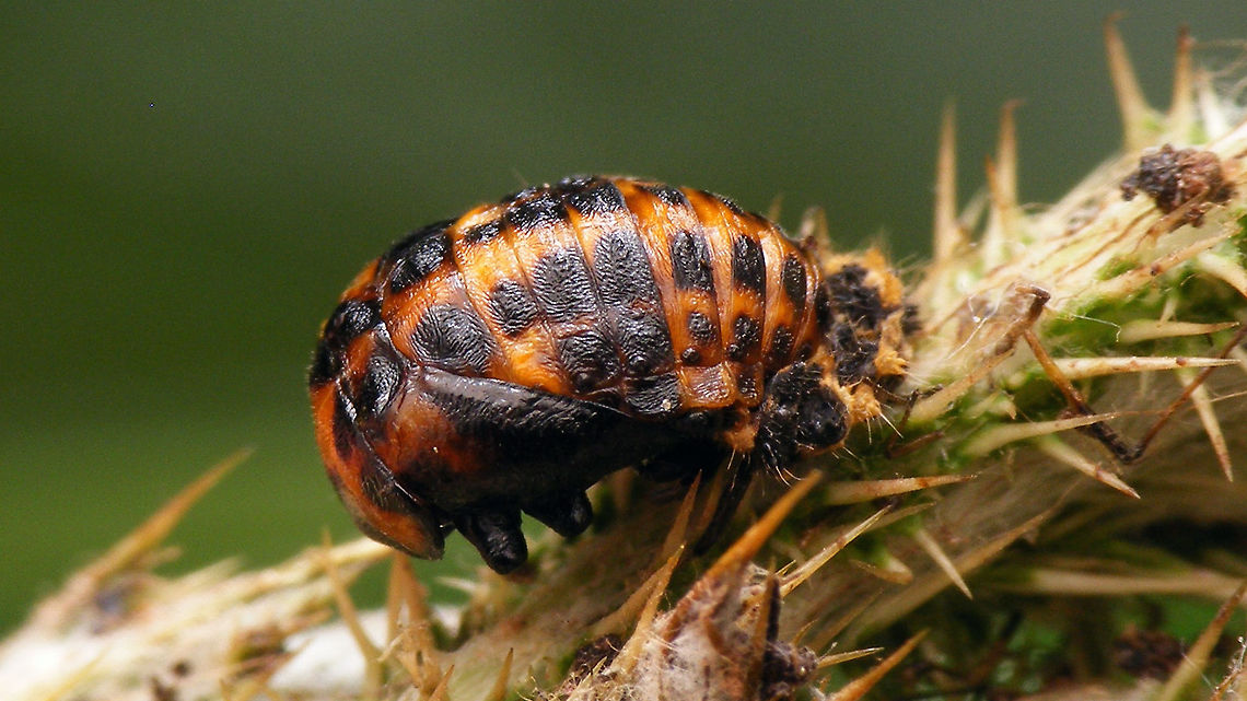 Ceratomegilla undecimnotata - pupa This image is part of a series of images resulting from a batch of larvae kindly sent to me in 2017 from Germany by Burkhard Hinnersmann (thanks!), hence these images were taken at my home in the Netherlands but:<br />
<br />
THESE ARE GERMAN SPECIMEN - AT THE TIME, THIS SPECIES DID NOT NATURALLY OCCUR IN THE NETHERLANDS (but it has arrived in the meantime)<br />
<br />
Info and index to complete series with this image:<br />
<figure class="photo"><a href="https://www.jungledragon.com/image/79204/ceratomegilla_undecimnotata.html" title="Ceratomegilla undecimnotata"><img src="https://s3.amazonaws.com/media.jungledragon.com/images/3043/79204_thumb.jpg?AWSAccessKeyId=05GMT0V3GWVNE7GGM1R2&Expires=1759968010&Signature=ctxdJ0soCjgTm%2BvsbTmoM9Ofv4c%3D" width="200" height="114" alt="Ceratomegilla undecimnotata The genus Hippodamia has recently been cut up into various different genera, each with subgenera. Hippodamia undecimnotata is now called Ceratomegilla (Ceratomegilla) undecimnotata.<br />
This series is the result of a batch of larvae kindly sent to me in 2017 from Germany by Burkhard Hinnersmann (thanks!), hence these images were taken at my home in the Netherlands but:<br />
THESE ARE GERMAN SPECIMEN - AT THE TIME, THIS SPECIES DID NOT NATURALLY OCCUR IN THE NETHERLANDS (but it has arrived in the meantime)<br />
<br />
The individual variability in the appearance of the larvae is quite stunning - in most Ladybird species the larvae are quite constant (except for differences between the various larval stages of course):<br />
https://www.jungledragon.com/image/79211/ceratomegilla_undecimnotata_-_variability_in_larvae.html<br />
Just for fun and comparison a side-by-side with the larva of the very common 7-spotted ladybird:<br />
https://www.jungledragon.com/image/79208/ladybird_larvae_coccinella_septempunctata_and_hippodamia_undecimnotata.html<br />
After pupating most pupae were attached to the sides of the boxes, this one I could lift out to take nicer pictures:<br />
https://www.jungledragon.com/image/79210/ceratomegilla_undecimnotata_-_pupa.html<br />
As with most &quot;Hippodamia&quot; (s.l.) the beetles can be quite variable in the development of their spots, with spots being larger, smaller or even missing. There is a spot on the lateral margin that is often quite subtle. When it is barely visible the pattern on the beetle starts to look a lot like the common 7-spot:<br />
https://www.jungledragon.com/image/79205/ceratomegilla_undecimnotata_-_tiny_lateral_spot.html<br />
Here is what it looks like when it&#039;s larger:<br />
https://www.jungledragon.com/image/79207/ceratomegilla_undecimnotata_-_large_lateral_spot.html<br />
The head patterns also vary. I have a gut-feeling that this may well be sexual dimorphism (with the black head being the ladies), but I need to get this confirmed still:<br />
https://www.jungledragon.com/image/79206/ceratomegilla_undecimnotata_-_mugshot.html<br />
https://www.jungledragon.com/image/79209/ceratomegilla_undecimnotata_-_portrait.html Ceratomegilla,Ceratomegilla undecimnotata,Coccinellidae,Coccinellinae,Coccinellini,Hippodamia,Hippodamia undecimnotata,Ladybird,nl: Zwervend lieveheersbeestje" /></a></figure> Ceratomegilla,Ceratomegilla undecimnotata,Coccinellidae,Coccinellinae,Coccinellini,Hippodamia,Hippodamia undecimnotata,Ladybird,nl: Zwervend lieveheersbeestje