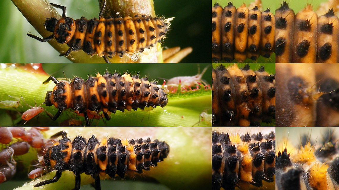 Ceratomegilla undecimnotata - variability in larvae This image is part of a series of images resulting from a batch of larvae kindly sent to me in 2017 from Germany by Burkhard Hinnersmann (thanks!), hence these images were taken at my home in the Netherlands but:<br />
<br />
THESE ARE GERMAN SPECIMEN - AT THE TIME, THIS SPECIES DID NOT NATURALLY OCCUR IN THE NETHERLANDS (but it has arrived in the meantime)<br />
<br />
Info and index to complete series with this image:<br />
<figure class="photo"><a href="https://www.jungledragon.com/image/79204/ceratomegilla_undecimnotata.html" title="Ceratomegilla undecimnotata"><img src="https://s3.amazonaws.com/media.jungledragon.com/images/3043/79204_thumb.jpg?AWSAccessKeyId=05GMT0V3GWVNE7GGM1R2&Expires=1767225610&Signature=MJnMrt3epQ%2Bzvoat%2F7ZR%2BfTZ01A%3D" width="200" height="114" alt="Ceratomegilla undecimnotata The genus Hippodamia has recently been cut up into various different genera, each with subgenera. Hippodamia undecimnotata is now called Ceratomegilla (Ceratomegilla) undecimnotata.<br />
This series is the result of a batch of larvae kindly sent to me in 2017 from Germany by Burkhard Hinnersmann (thanks!), hence these images were taken at my home in the Netherlands but:<br />
THESE ARE GERMAN SPECIMEN - AT THE TIME, THIS SPECIES DID NOT NATURALLY OCCUR IN THE NETHERLANDS (but it has arrived in the meantime)<br />
<br />
The individual variability in the appearance of the larvae is quite stunning - in most Ladybird species the larvae are quite constant (except for differences between the various larval stages of course):<br />
https://www.jungledragon.com/image/79211/ceratomegilla_undecimnotata_-_variability_in_larvae.html<br />
Just for fun and comparison a side-by-side with the larva of the very common 7-spotted ladybird:<br />
https://www.jungledragon.com/image/79208/ladybird_larvae_coccinella_septempunctata_and_hippodamia_undecimnotata.html<br />
After pupating most pupae were attached to the sides of the boxes, this one I could lift out to take nicer pictures:<br />
https://www.jungledragon.com/image/79210/ceratomegilla_undecimnotata_-_pupa.html<br />
As with most &quot;Hippodamia&quot; (s.l.) the beetles can be quite variable in the development of their spots, with spots being larger, smaller or even missing. There is a spot on the lateral margin that is often quite subtle. When it is barely visible the pattern on the beetle starts to look a lot like the common 7-spot:<br />
https://www.jungledragon.com/image/79205/ceratomegilla_undecimnotata_-_tiny_lateral_spot.html<br />
Here is what it looks like when it&#039;s larger:<br />
https://www.jungledragon.com/image/79207/ceratomegilla_undecimnotata_-_large_lateral_spot.html<br />
The head patterns also vary. I have a gut-feeling that this may well be sexual dimorphism (with the black head being the ladies), but I need to get this confirmed still:<br />
https://www.jungledragon.com/image/79206/ceratomegilla_undecimnotata_-_mugshot.html<br />
https://www.jungledragon.com/image/79209/ceratomegilla_undecimnotata_-_portrait.html Ceratomegilla,Ceratomegilla undecimnotata,Coccinellidae,Coccinellinae,Coccinellini,Hippodamia,Hippodamia undecimnotata,Ladybird,nl: Zwervend lieveheersbeestje" /></a></figure> Ceratomegilla,Ceratomegilla undecimnotata,Coccinellidae,Coccinellinae,Coccinellini,Hippodamia,Hippodamia undecimnotata,Ladybird,nl: Zwervend lieveheersbeestje