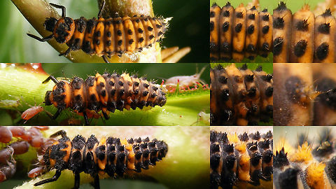 Ceratomegilla undecimnotata - variability in larvae This image is part of a series of images resulting from a batch of larvae kindly sent to me in 2017 from Germany by Burkhard Hinnersmann (thanks!), hence these images were taken at my home in the Netherlands but:

THESE ARE GERMAN SPECIMEN - AT THE TIME, THIS SPECIES DID NOT NATURALLY OCCUR IN THE NETHERLANDS (but it has arrived in the meantime)

Info and index to complete series with this image:
https://www.jungledragon.com/image/79204/ceratomegilla_undecimnotata.html Ceratomegilla,Ceratomegilla undecimnotata,Coccinellidae,Coccinellinae,Coccinellini,Hippodamia,Hippodamia undecimnotata,Ladybird,nl: Zwervend lieveheersbeestje