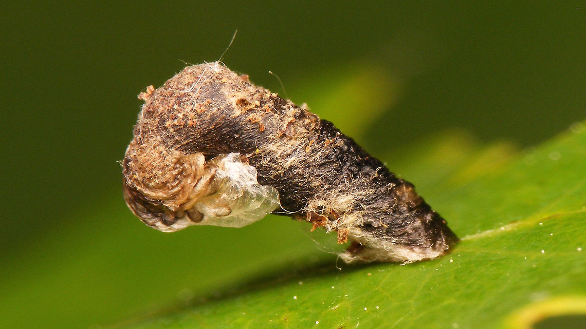 Coleophora ibipennella Tentative ID by self - will try to get confirmation ... Coleophora,Coleophora ibipennella,Coleophoridae,Geotagged,Lepidoptera,Netherlands,Pistol case,larva,nl: Geelsnuiteikenkokermot
