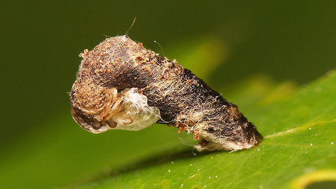 Coleophora ibipennella Tentative ID by self - will try to get confirmation ... Coleophora,Coleophora ibipennella,Coleophoridae,Geotagged,Lepidoptera,Netherlands,Pistol case,larva,nl: Geelsnuiteikenkokermot