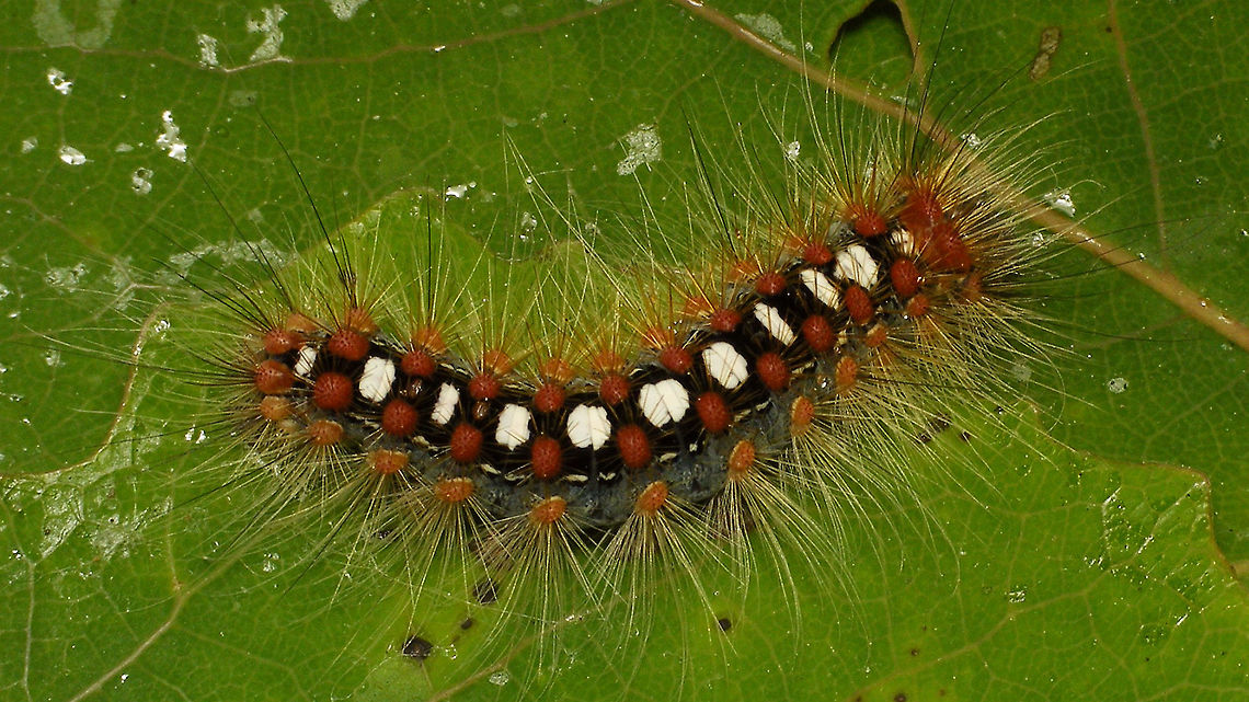 Leucoma salicis  Caterpillar,Erebidae,Geotagged,Leucoma,Leucoma salicis,Netherlands