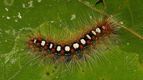 Leucoma salicis  Caterpillar,Erebidae,Geotagged,Leucoma,Leucoma salicis,Netherlands