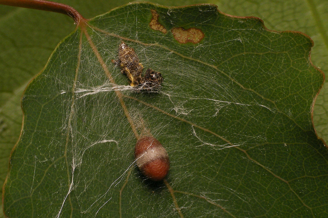 Campopleginae cocoon Info with this image:<br />
<figure class="photo"><a href="https://www.jungledragon.com/image/79319/campopleginae_cocoon_and_empty_caterpillar_skin.html" title="Campopleginae cocoon and empty caterpillar skin"><img src="https://s3.amazonaws.com/media.jungledragon.com/images/3043/79319_thumb.jpg?AWSAccessKeyId=05GMT0V3GWVNE7GGM1R2&Expires=1759968010&Signature=ViQVo8gTEbK%2BS7ojh05vF7MA%2FoE%3D" width="200" height="114" alt="Campopleginae cocoon and empty caterpillar skin Parasitic wasps in the subfamily Campopleginae will inject an egg into a caterpillar and the resulting larva will eat the caterpillar alive from the inside. Once the caterpillar has died and the wasp larva has eaten all usable intestines the larva will leave the caterpillar &quot;skin&quot; and spin a cocoon nearby, usually suspended from a thread of silk. This one was more or less entangled in a lot of silk, but I have seen the same type of cocoon suspended freely before also.<br />
The shape and patterns on the cocoon should allow identification at least to genus level, sometimes maybe even to species, but I don&#039;t have the necessary experience. Will keep this one to see what comes out ...<br />
Another shot of the same scene here:<br />
https://www.jungledragon.com/image/79318/campopleginae_cocoon.html<br />
For comparison, here is another cocoon uploaded by https://www.jungledragon.com/user/3172/sureshachar.html some time ago:<br />
https://www.jungledragon.com/image/64190/campopleginae_cocoon.html Campopleginae,Cocoon,Geotagged,Ichneumonidae,Netherlands" /></a></figure> Campopleginae,Cocoon,Geotagged,Ichneumonidae,Netherlands,Scirtetes,Scirtetes robustus