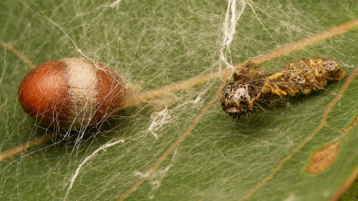 Campopleginae cocoon and empty caterpillar skin Parasitic wasps in the subfamily Campopleginae will inject an egg into a caterpillar and the resulting larva will eat the caterpillar alive from the inside. Once the caterpillar has died and the wasp larva has eaten all usable intestines the larva will leave the caterpillar "skin" and spin a cocoon nearby, usually suspended from a thread of silk. This one was more or less entangled in a lot of silk, but I have seen the same type of cocoon suspended freely before also.<br />
The shape and patterns on the cocoon should allow identification at least to genus level, sometimes maybe even to species, but I don't have the necessary experience. Will keep this one to see what comes out ...<br />
Another shot of the same scene here:<br />
<figure class="photo"><a href="https://www.jungledragon.com/image/79318/campopleginae_cocoon.html" title="Campopleginae cocoon"><img src="https://s3.amazonaws.com/media.jungledragon.com/images/3043/79318_thumb.jpg?AWSAccessKeyId=05GMT0V3GWVNE7GGM1R2&Expires=1770854410&Signature=AQYqoe9eHJVglBeMSqSNMwkGibE%3D" width="200" height="134" alt="Campopleginae cocoon Info with this image:<br />
https://www.jungledragon.com/image/79319/campopleginae_cocoon_and_empty_caterpillar_skin.html Campopleginae,Cocoon,Geotagged,Ichneumonidae,Netherlands,Scirtetes,Scirtetes robustus" /></a></figure><br />
For comparison, here is another cocoon uploaded by <a href="https://www.jungledragon.com/user/3172/sureshachar.html" class="user" title="view sureshachar's profile"><img src="https://secure.gravatar.com/avatar.php?gravatar_id=8f3d79051a3f6ccbc4212aae3c4d8959&d=identicon&size=80" alt="sureshachar" /><em>sureshachar</em></a> some time ago:<br />
<figure class="photo"><a href="https://www.jungledragon.com/image/64190/campopleginae_cocoon.html" title="Campopleginae cocoon"><img src="https://s3.amazonaws.com/media.jungledragon.com/images/3172/64190_thumb.JPG?AWSAccessKeyId=05GMT0V3GWVNE7GGM1R2&Expires=1770854410&Signature=ajSe0Gt%2FWiPMxd8UbStscf60bfE%3D" width="200" height="126" alt="Campopleginae cocoon Coccon of a parasitic wasp of the subfamily Campopleginae Campopleginae,Cocoon,Geotagged,Ichneumonidae" /></a></figure> Campopleginae,Cocoon,Geotagged,Ichneumonidae,Netherlands