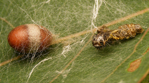 Campopleginae cocoon and empty caterpillar skin Parasitic wasps in the subfamily Campopleginae will inject an egg into a caterpillar and the resulting larva will eat the caterpillar alive from the inside. Once the caterpillar has died and the wasp larva has eaten all usable intestines the larva will leave the caterpillar "skin" and spin a cocoon nearby, usually suspended from a thread of silk. This one was more or less entangled in a lot of silk, but I have seen the same type of cocoon suspended freely before also.
The shape and patterns on the cocoon should allow identification at least to genus level, sometimes maybe even to species, but I don't have the necessary experience. Will keep this one to see what comes out ...
Another shot of the same scene here:
https://www.jungledragon.com/image/79318/campopleginae_cocoon.html
For comparison, here is another cocoon uploaded by https://www.jungledragon.com/user/3172/sureshachar.html some time ago:
https://www.jungledragon.com/image/64190/campopleginae_cocoon.html Campopleginae,Cocoon,Geotagged,Ichneumonidae,Netherlands