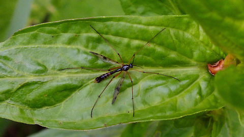 Ptychoptera contaminata Very mediocre image ... just adding the species for the Netherlands while browsing through recent images ...  Nematocera,Phantom crane fly,Ptychoptera,Ptychoptera contaminata,Ptychopteridae