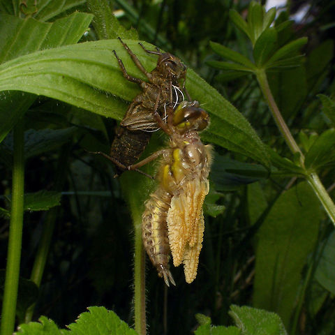 Libellula quadrimaculata - Pumping up those wings  Four-spotted chaser,Libellula,Libellula quadrimaculata,Libellulidae,teneral