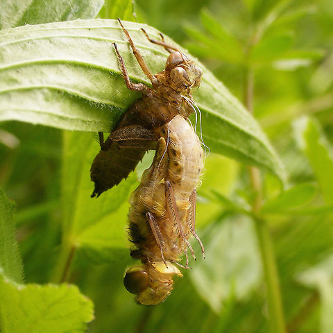Libellula quadrimaculata - Popping out of the larval skin  Eclosure,Four-spotted chaser,Libellula,Libellula quadrimaculata,Libellulidae,teneral