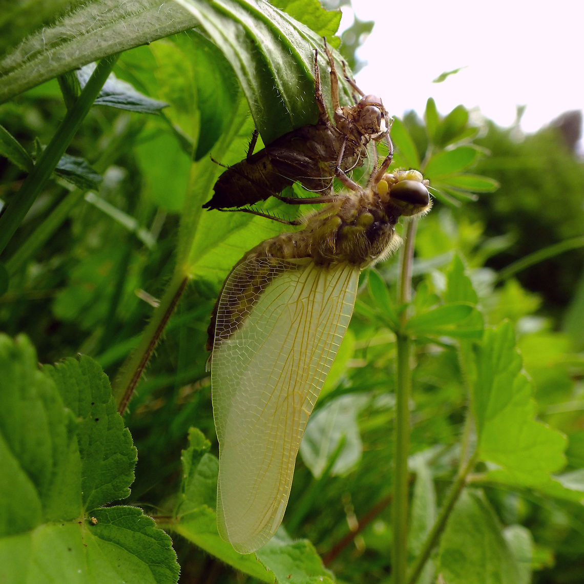 Libellula quadrimaculata - Almost done  Four-spotted chaser,Libellula,Libellula quadrimaculata,Libellulidae,teneral