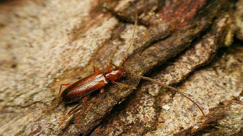 Obrium brunneum  Cerambycinae,Obriini,Obrium,Obrium brunneum,cerambycidae