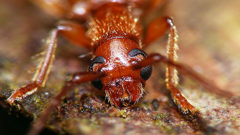 Obrium brunneum - Mugshot  Cerambycinae,Obriini,Obrium,Obrium brunneum,cerambycidae,compound eyes
