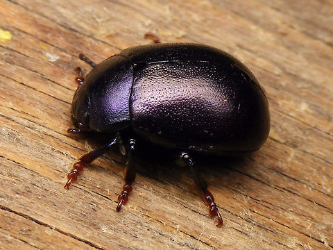 Chrysolina sturmi  Chrysolina,Chrysolina sturmi,Chrysomelidae,Chrysomelinae,nl: Paarse goudhaan
