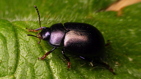 Chrysolina sturmi - on the move  Chrysolina,Chrysolina sturmi,Chrysomelidae,Chrysomelinae,nl: Paarse goudhaan