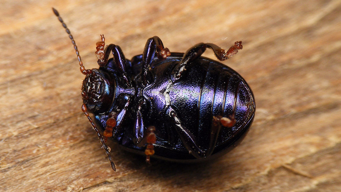 Chrysolina sturmi - Ventral  Chrysolina,Chrysolina sturmi,Chrysomelidae,Chrysomelinae,nl: Paarse goudhaan