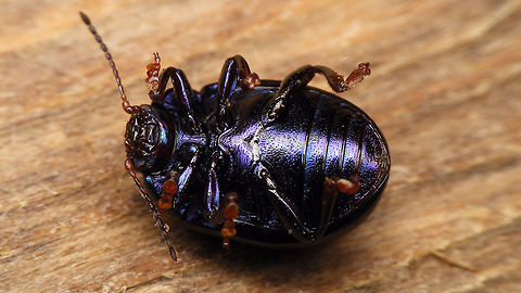 Chrysolina sturmi - Ventral  Chrysolina,Chrysolina sturmi,Chrysomelidae,Chrysomelinae,nl: Paarse goudhaan