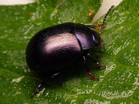 Chrysolina sturmi  Chrysolina,Chrysolina sturmi,Chrysomelidae,Chrysomelinae,nl: Paarse goudhaan
