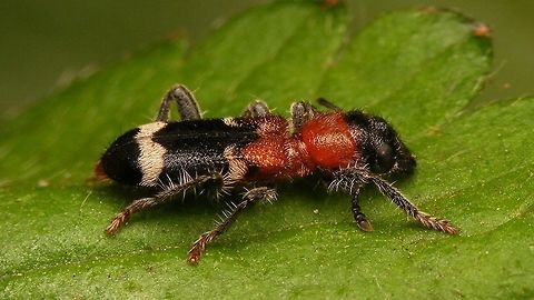 Thanasimus formicarius - Lateral  Ant beetle,Cleridae,Cleroidea,Coleoptera,Geotagged,Netherlands,Thanasimus,Thanasimus formicarius