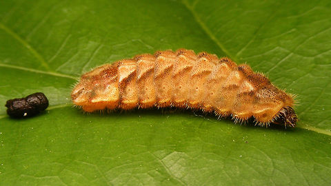 Favonius quercus - Caterpillar  Caterpillar,Eikenpage,Favonius,Favonius quercus,Lycaenidae,Neozephyrus quercus,Purple hairstreak,Quercusia quercus