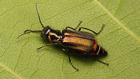 Malachius bipustulatus - Female dorsal  Cleroidea,Coleoptera,Malachiidae,Malachiinae,Malachite beetle,Malachius,Malachius bipustulatus,Melyridae,nl: Roodtipbasterdweekschild