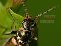 Malachius bipustulatus - Female ID help Within the Malachite beetles (Malachiidae) of Europe there are several species that are all bluish-green with red, orange or yellow tips of the elytra. The males can usually be distinguished by the position and shape of their excitators but the females can be very difficult to tell apart.<br />
To properly recognize the female of the very common Malachius bipustulatus a close look at the antennae can be very helpful. The second and third antenna segments are much shorter than the 5th and the 4th is somewhat shorter still but also clearly wider "axe"-shaped (if seen under the right angle).<br />
Also, on many specimen, the fore corners of the pronotum will be slightly reddish (as indicated by !! in the image), but be very aware that all species have reddish skin cushions/bladders just under the pronotum that can be inflated when excited - just barely recognizable in the image and indicated by the question mark. On mediocre images it is usually quite impossible to tell reliably if there is a red corner of the pronotum or not due to the cushion giving a red impression also. Compare this image of the same female where both can be barely told apart (and that is a fairly sharp image):<br />
https://www.jungledragon.com/image/79361/malachius_bipustulatus_-_female_dorsal.html<br />
The antennae of the females of Cordylepherus and Clanoptilus are shaped differently, with the second segment being short but from the 3rd on longer and subequal in length.<br />
(will add images for that later at some point)  Cleroidea,Coleoptera,Malachiidae,Malachiinae,Malachite ID help,Malachite beetle,Malachius,Malachius bipustulatus,Melyridae,nl: Roodtipbasterdweekschild