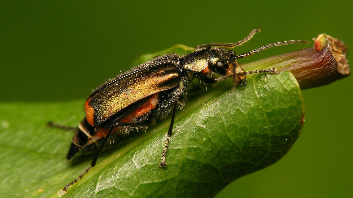 Malachius bipustulatus - Female lateral  Cleroidea,Coleoptera,Malachiidae,Malachiinae,Malachite beetle,Malachius,Malachius bipustulatus,Melyridae,nl: Roodtipbasterdweekschild