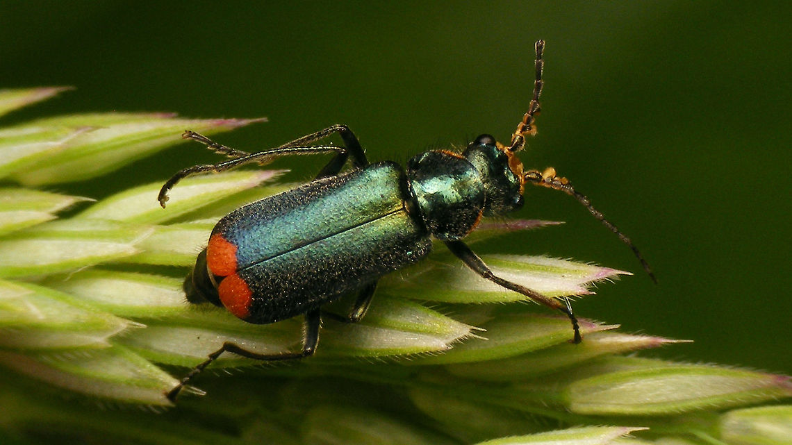 Malachius bipustulatus - Male dorsal Same male, with details of head, antennae and excitatory glands:<br />
<figure class="photo"><a href="https://www.jungledragon.com/image/79365/malachius_bipustulatus_-_male_antenna_w._excitators.html" title="Malachius bipustulatus - Male antenna w. excitators"><img src="https://s3.amazonaws.com/media.jungledragon.com/images/3043/79365_thumb.jpg?AWSAccessKeyId=05GMT0V3GWVNE7GGM1R2&Expires=1759968010&Signature=H7oBH%2BaizUsutDj%2BYmK2rbzWMJs%3D" width="200" height="114" alt="Malachius bipustulatus - Male antenna w. excitators The males of Malachite beetles (Malachiidae) carry excitatory glands (&quot;excitators&quot;) on their body - special organs that attract females. In the various genera these excitators are located at different positions on the body. In Malachius the excitators are placed on the first antenna segments, making it easy to recognize males of Malachius by these conspicuous protuberances.<br />
Examples of excitators on the tip of the fore wings can be seen here:<br />
https://www.jungledragon.com/image/54489/anthocomus_equestris_-_male.html https://www.jungledragon.com/image/80332/clanoptilus_elegans_-_male.html <br />
<br />
More images of same individual:<br />
https://www.jungledragon.com/image/79364/malachius_bipustulatus_-_male_dorsal.html<br />
https://www.jungledragon.com/image/79366/malachius_bipustulatus_-_male_head_ventral.html Cleroidea,Coleoptera,Excitatory glands,Malachiidae,Malachiinae,Malachite beetle,Malachius,Malachius bipustulatus,Melyridae,nl: Roodtipbasterdweekschild" /></a></figure><br />
<figure class="photo"><a href="https://www.jungledragon.com/image/79366/malachius_bipustulatus_-_male_head_ventral.html" title="Malachius bipustulatus - Male head ventral"><img src="https://s3.amazonaws.com/media.jungledragon.com/images/3043/79366_thumb.jpg?AWSAccessKeyId=05GMT0V3GWVNE7GGM1R2&Expires=1759968010&Signature=E72ecoklAnsSI2dppRwH371wNIo%3D" width="200" height="200" alt="Malachius bipustulatus - Male head ventral Ventral view at the head and the excitators on the antennae of this male Mal.bip.:<br />
https://www.jungledragon.com/image/79364/malachius_bipustulatus_-_male_dorsal.html Cleroidea,Coleoptera,Excitatory glands,Malachiidae,Malachiinae,Malachite beetle,Malachius,Malachius bipustulatus,Melyridae,nl: Roodtipbasterdweekschild" /></a></figure> Cleroidea,Coleoptera,Malachiidae,Malachiinae,Malachite beetle,Malachius,Malachius bipustulatus,Melyridae,nl: Roodtipbasterdweekschild