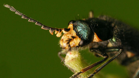 Malachius bipustulatus - Male antenna w. excitators The males of Malachite beetles (Malachiidae) carry excitatory glands ("excitators") on their body - special organs that attract females. In the various genera these excitators are located at different positions on the body. In Malachius the excitators are placed on the first antenna segments, making it easy to recognize males of Malachius by these conspicuous protuberances.
Examples of excitators on the tip of the fore wings can be seen here:
https://www.jungledragon.com/image/54489/anthocomus_equestris_-_male.html https://www.jungledragon.com/image/80332/clanoptilus_elegans_-_male.html 

More images of same individual:
https://www.jungledragon.com/image/79364/malachius_bipustulatus_-_male_dorsal.html
https://www.jungledragon.com/image/79366/malachius_bipustulatus_-_male_head_ventral.html Cleroidea,Coleoptera,Excitatory glands,Malachiidae,Malachiinae,Malachite beetle,Malachius,Malachius bipustulatus,Melyridae,nl: Roodtipbasterdweekschild