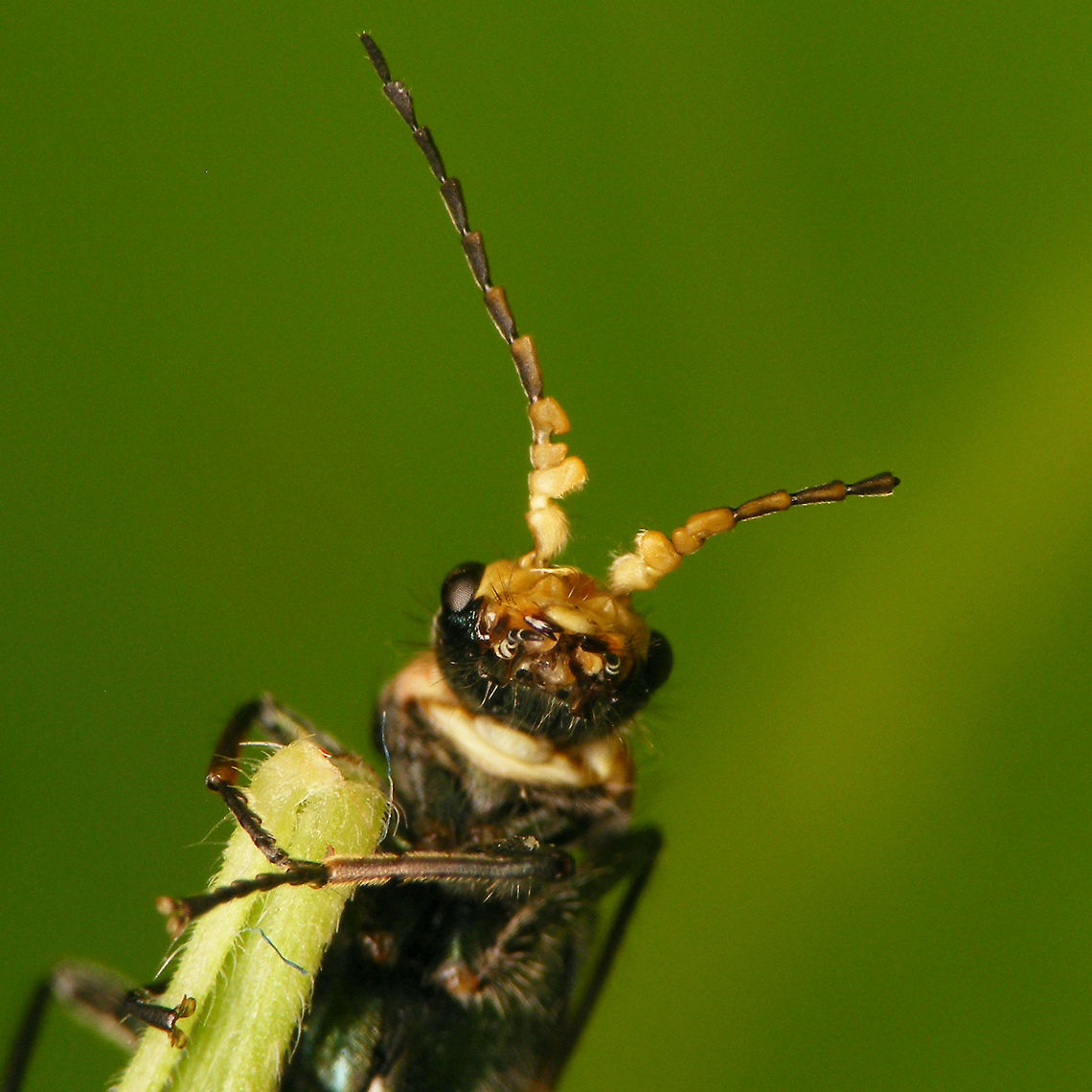 Malachius bipustulatus - Male head ventral Ventral view at the head and the excitators on the antennae of this male Mal.bip.:<br />
<figure class="photo"><a href="https://www.jungledragon.com/image/79364/malachius_bipustulatus_-_male_dorsal.html" title="Malachius bipustulatus - Male dorsal"><img src="https://s3.amazonaws.com/media.jungledragon.com/images/3043/79364_thumb.jpg?AWSAccessKeyId=05GMT0V3GWVNE7GGM1R2&Expires=1759968010&Signature=POc%2Ba33CUvBPOmmE3%2F1d5Va1qkY%3D" width="200" height="114" alt="Malachius bipustulatus - Male dorsal Same male, with details of head, antennae and excitatory glands:<br />
https://www.jungledragon.com/image/79365/malachius_bipustulatus_-_male_excitators.html<br />
https://www.jungledragon.com/image/79366/malachius_bipustulatus_-_male_head_ventral.html Cleroidea,Coleoptera,Malachiidae,Malachiinae,Malachite beetle,Malachius,Malachius bipustulatus,Melyridae,nl: Roodtipbasterdweekschild" /></a></figure> Cleroidea,Coleoptera,Excitatory glands,Malachiidae,Malachiinae,Malachite beetle,Malachius,Malachius bipustulatus,Melyridae,nl: Roodtipbasterdweekschild