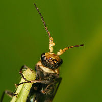 Malachius bipustulatus - Male head ventral Ventral view at the head and the excitators on the antennae of this male Mal.bip.:<br />
https://www.jungledragon.com/image/79364/malachius_bipustulatus_-_male_dorsal.html Cleroidea,Coleoptera,Excitatory glands,Malachiidae,Malachiinae,Malachite beetle,Malachius,Malachius bipustulatus,Melyridae,nl: Roodtipbasterdweekschild