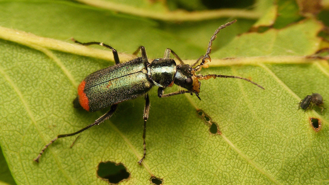 Malachius bipustulatus - Male licking his fingers Seeing his lunch lurking nearby ... Cleroidea,Coleoptera,Malachiidae,Malachiinae,Malachite beetle,Malachius,Malachius bipustulatus,Melyridae,nl: Roodtipbasterdweekschild